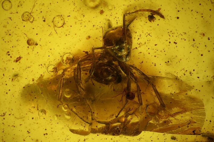 Fossil Ant (Formicidae) In Baltic Amber #128277